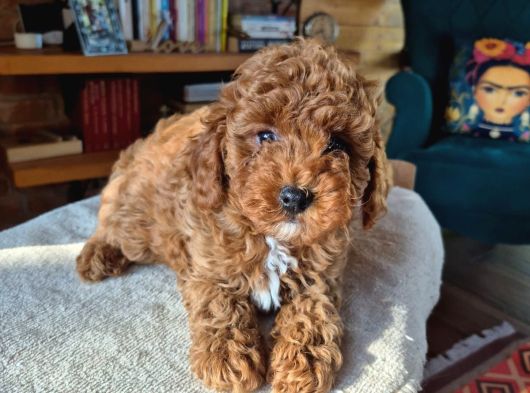 2 Aylık Safkan Toy Poodle Oğlumuz görsel