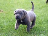 Dev Gibi Harika Anatomi Cane corso Yavrular