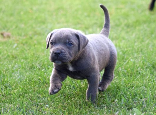 Dev Gibi Harika Anatomi Cane corso Yavrular