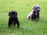 Dev Gibi Harika Anatomi Cane Corso Yavrular