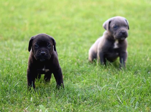 Dev Gibi Harika Anatomi Cane Corso Yavrular görsel