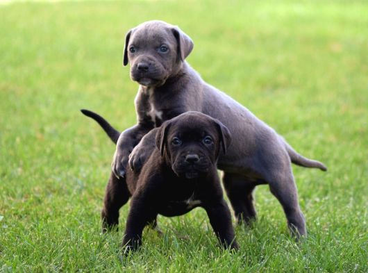 Dev Gibi Harika Anatomi Cane Corso Yavrular görsel
