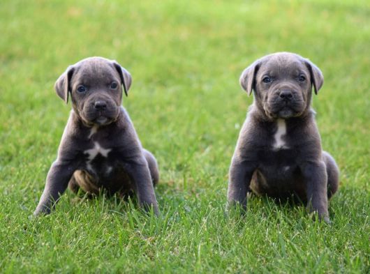Dev Gibi Harika Anatomi Cane Corso Yavrular görsel