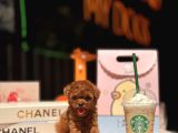 Teacup Poodle Yavrular