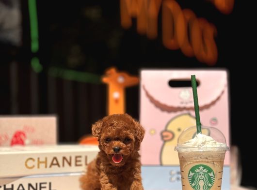 Teacup Poodle Yavrular görsel