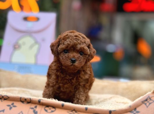 Teacup Poodle Yavrular görsel