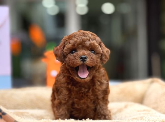 TEACUP POODLE YAVRULAR