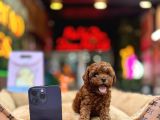 Teacup Poodle Yavrular