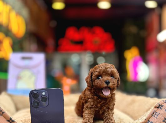 Teacup Poodle Yavrular görsel