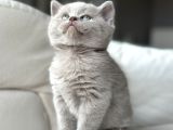 Lilac Bri̇ti̇sh Shorthai̇r Yavrularimiz Yuvasini Ariyor