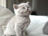 Lilac Bri̇ti̇sh Shorthai̇r Yavrularimiz Yuvasini Ariyor