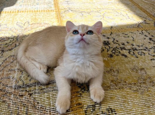 Orijinal British Shorthair Golden By12 görsel