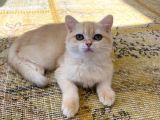 Orijinal British Shorthair Golden By12