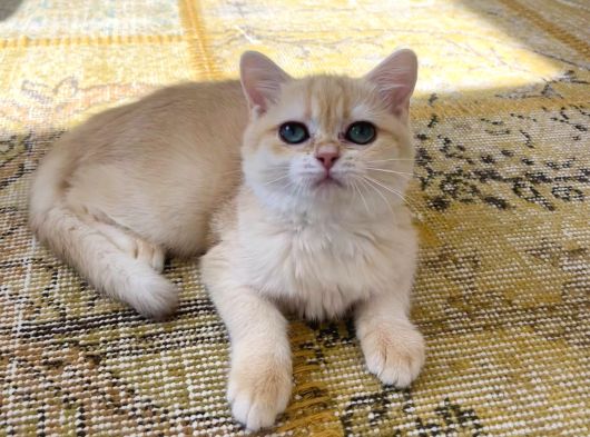 Orijinal British Shorthair Golden By12 görsel