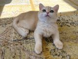 Orijinal British Shorthair Golden By12