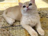 Orijinal British Shorthair Golden By12