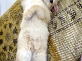 Orijinal British Shorthair Golden By12