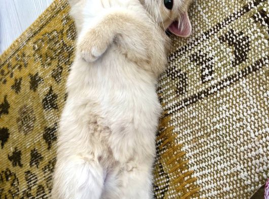 Orijinal British Shorthair Golden By12 görsel