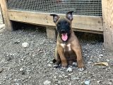 Belçika malinois