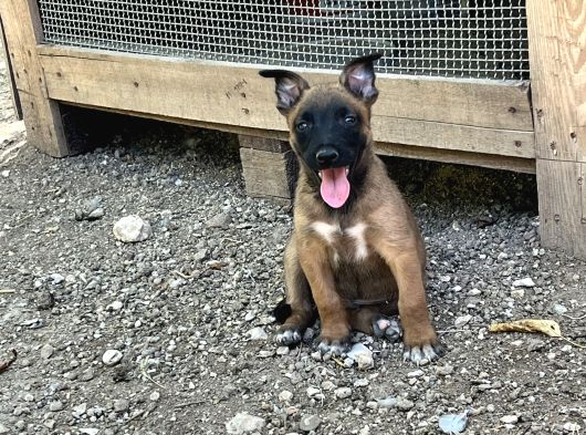 Belçika Malinois