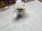 White Pom Yavrumuz