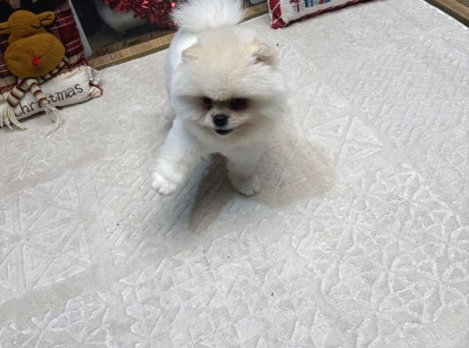 White Pom Yavrumuz görsel