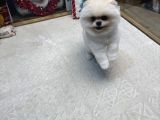 White Pom Yavrumuz