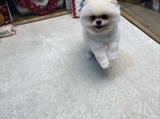 White Pom Yavrumuz görsel