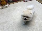 White pom yavrumuz