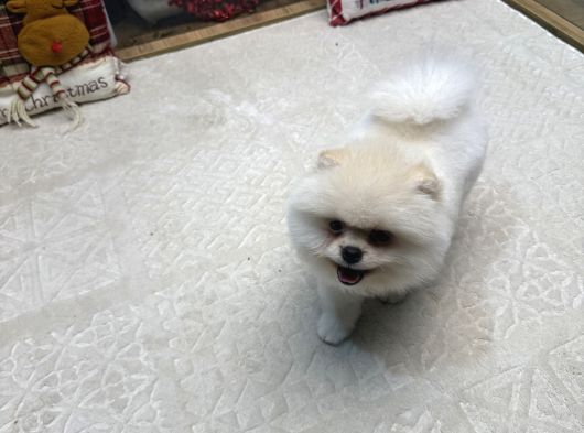 White Pom Yavrumuz