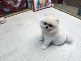 White Pom Yavrumuz
