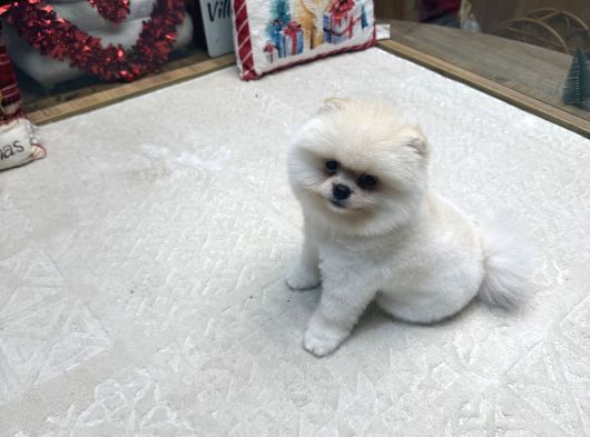 White Pom Yavrumuz görsel