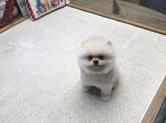 White Pom Yavrumuz görsel
