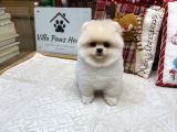 Ayı Surat Kore Kan Pomeranian Boo