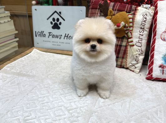 Ayı Surat Kore Kan Pomeranian Boo görsel