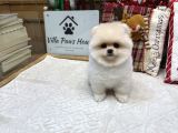 Ayı Surat Kore Kan Pomeranian Boo