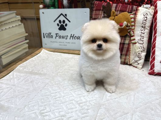 Ayı Surat Kore Kan Pomeranian Boo görsel