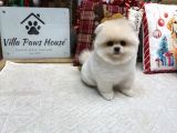 Ayı surat kore kan Pomeranian Boo