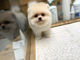 Ayı Surat Kore Kan Pomeranian Boo