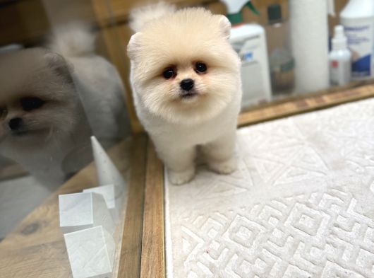 Ayı Surat Kore Kan Pomeranian Boo görsel