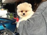 Ayı Surat Pomeranian Boo Yavrularımız