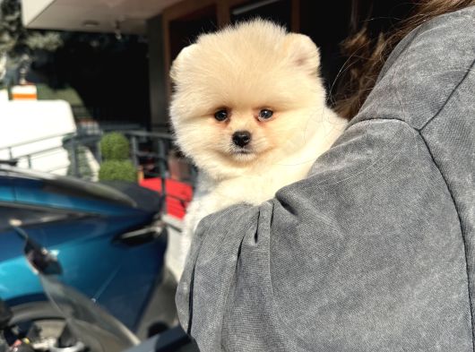 Ayı Surat Pomeranian Boo Yavrularımız görsel