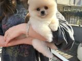 Ayı Surat Pomeranian Boo Yavrularımız