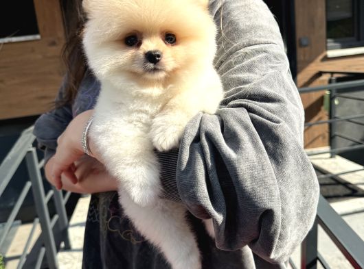 Ayı Surat Pomeranian Boo Yavrularımız görsel
