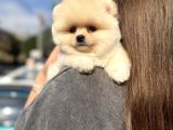 Ayı Surat Pomeranian Boo Yavrularımız