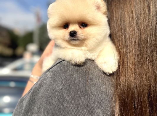 Ayı Surat Pomeranian Boo Yavrularımız görsel