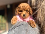 Poodle Yavrularımız
