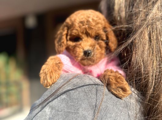 Poodle Yavrularımız görsel