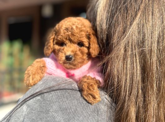 Poodle Yavrularımız görsel