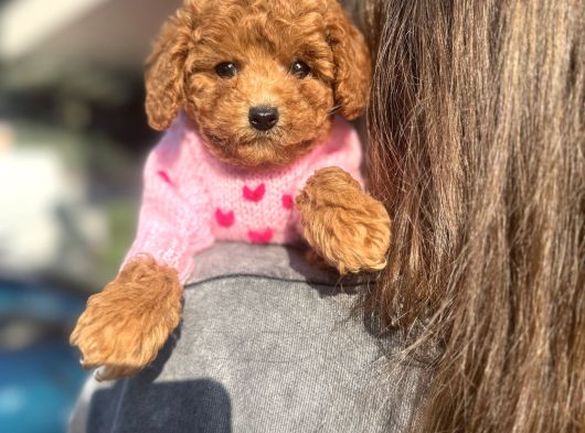 Poodle Yavrularımız